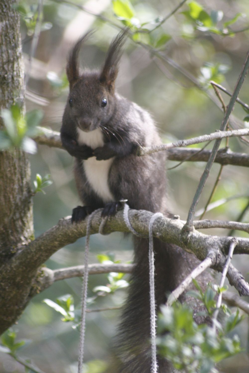 Eichhörnchen