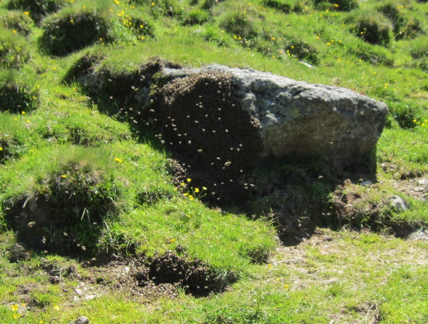 Ein Bienenschwarm auf der Alm