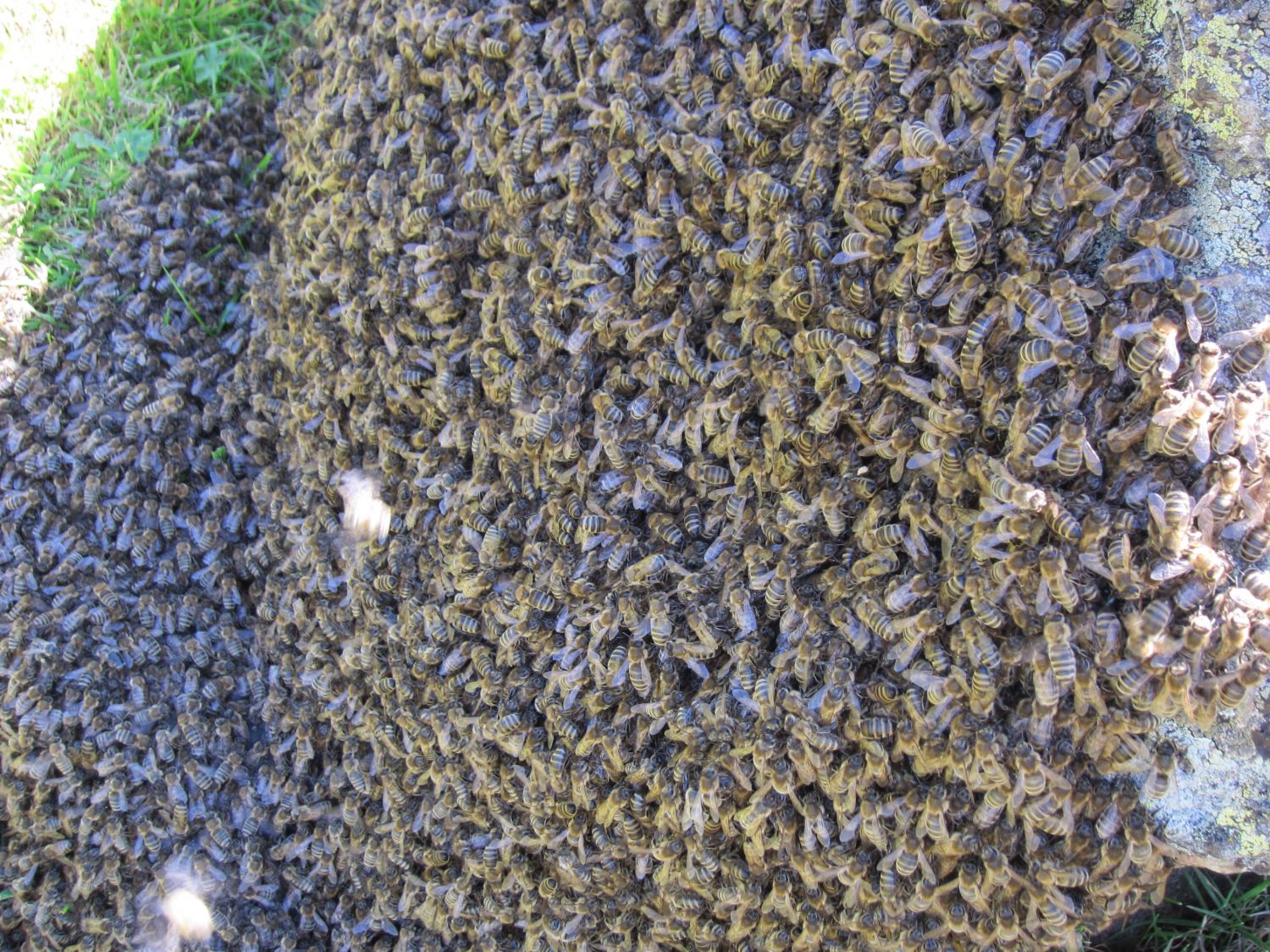 Ein Bienenschwarm auf der Alm