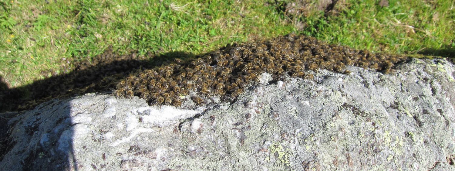 Ein Bienenschwarm auf der Alm