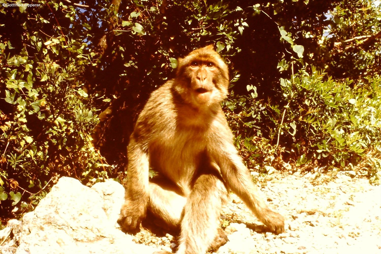 Ein Gibraltar -Affe