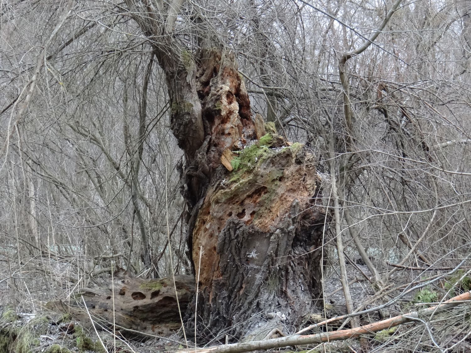 ein "sagenhafter" Baum