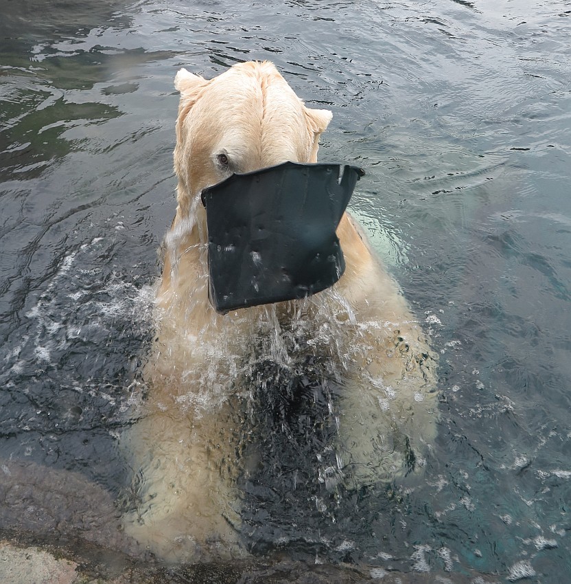 ein verspielter Eisbär