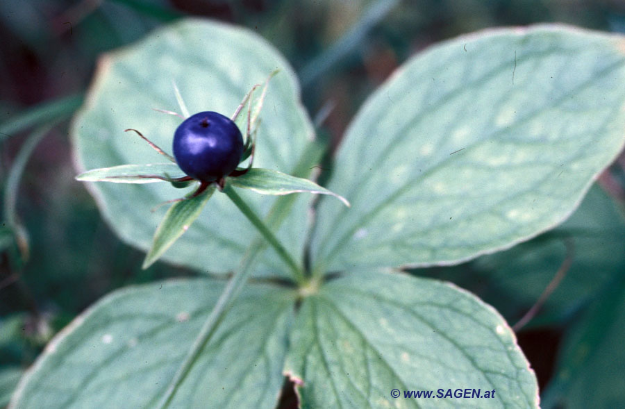 Einbeere (Paris quadrifolia)