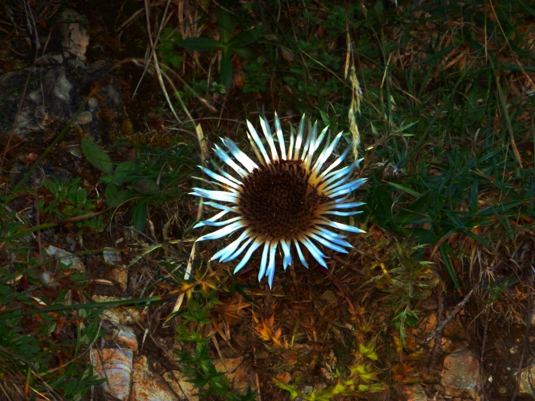 Eine Silberdistel am Rappinbach in den Bayerischen Voralpen.