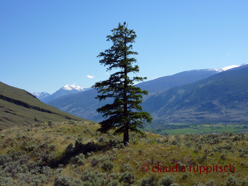 Einsamer Baum am Blind Creek Canyon (BC, Canada)