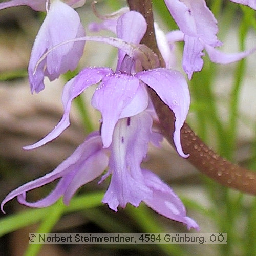 Einzelblüte Orchidee