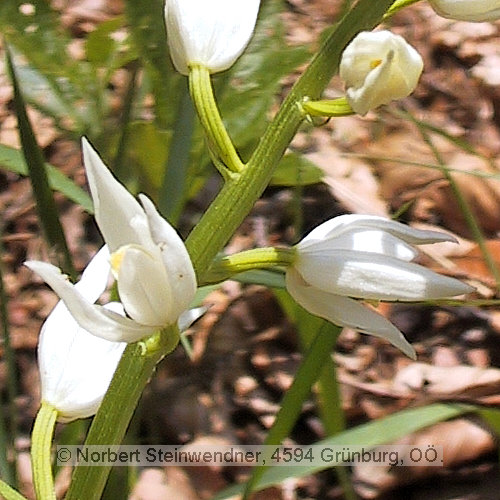 Einzelblüte Orchidee