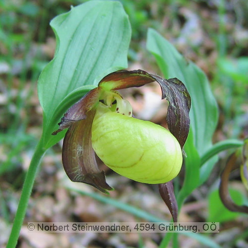 Einzelblüte Orchidee