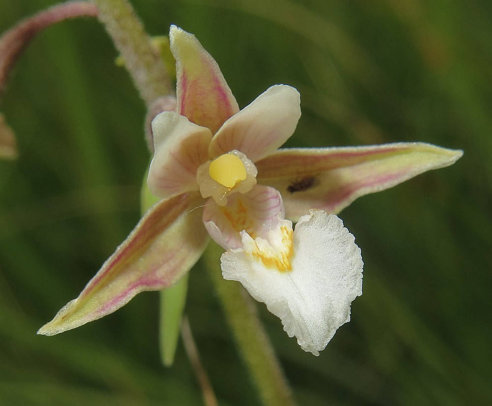 Einzelblüte Sumpf-Stendelwurz Epipactis palustris