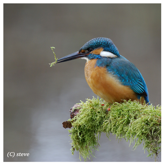 Eisvogel