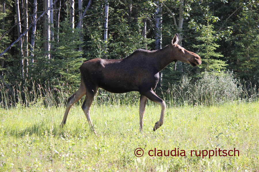 Elch am Alaska Highway, Kanada