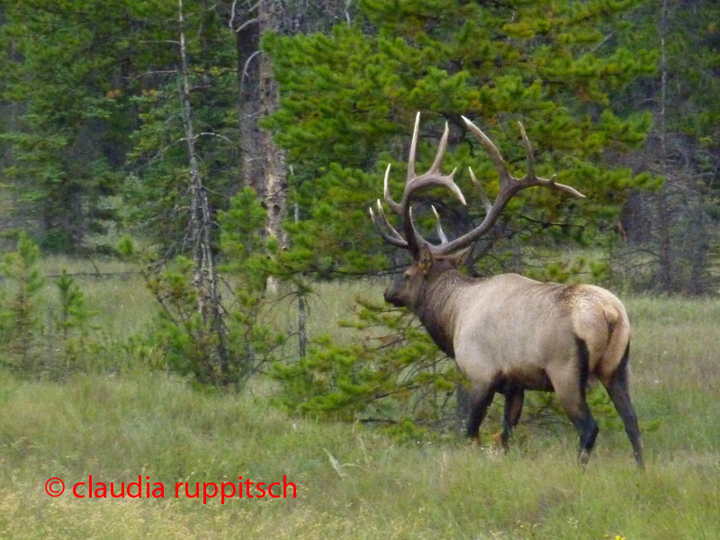 Elch im Jasper Nationalpark, Alberta, Canada