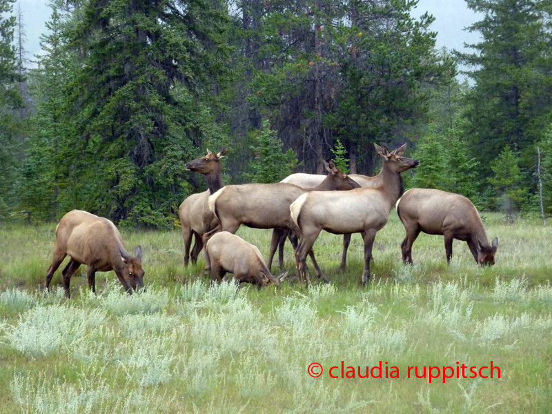 Elche im Jasper Nationalpark, Alberta, Canada