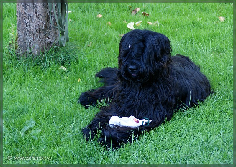 E'Névio Noir de la Tour Saint Genin