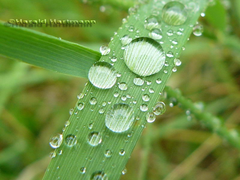 Endlich Regen