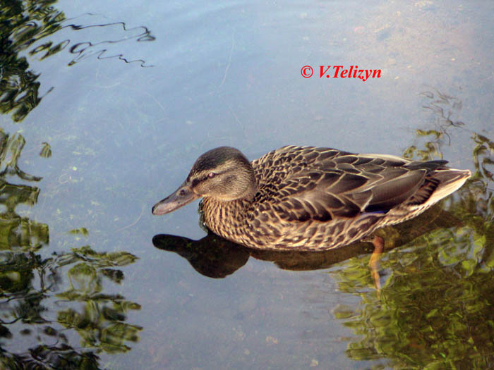 Ente in Karelien