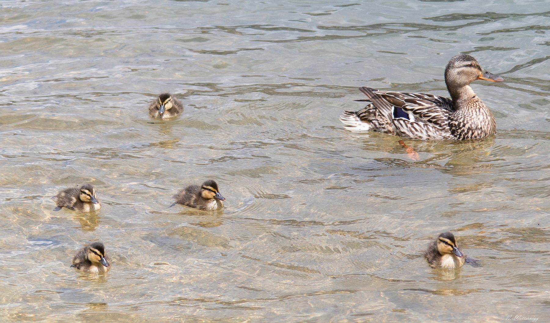 Ente mit ihren Küken im Tappenkarsee