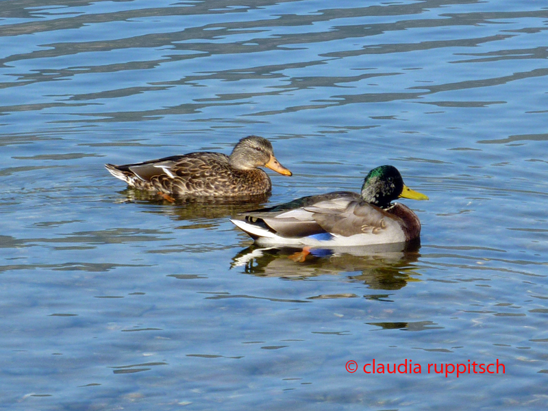 Enten auf dem Okanagan Lake, BC, Kanada