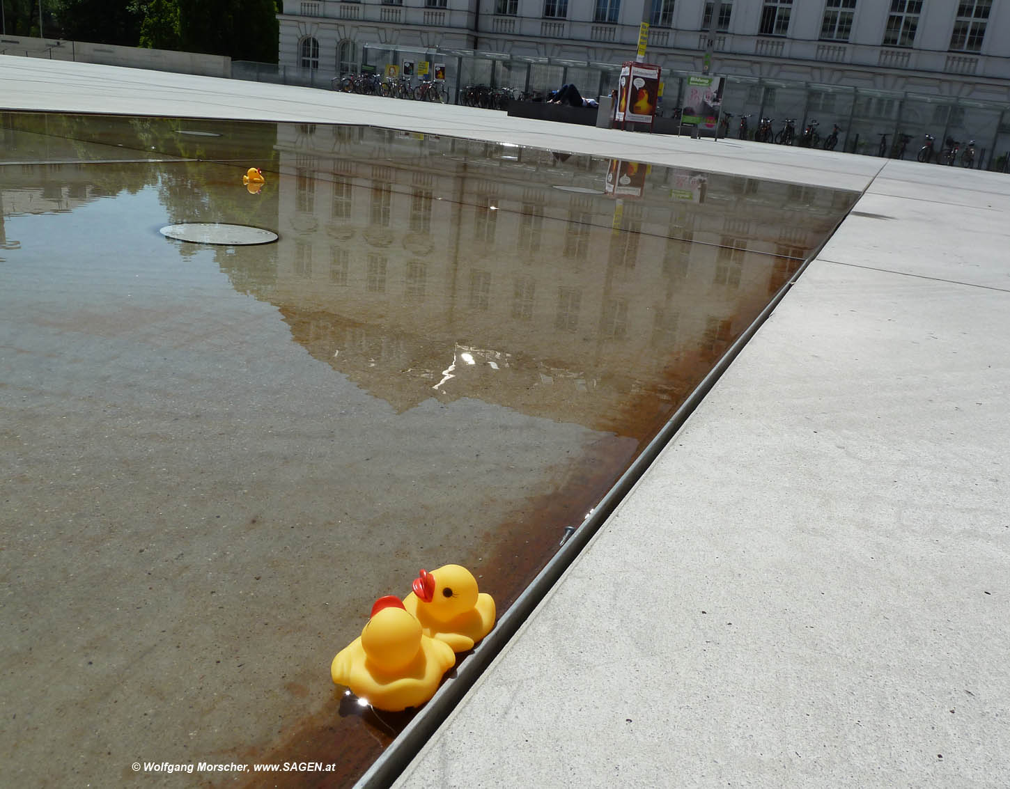 Enten im Universitätsbrunnen Innsbruck