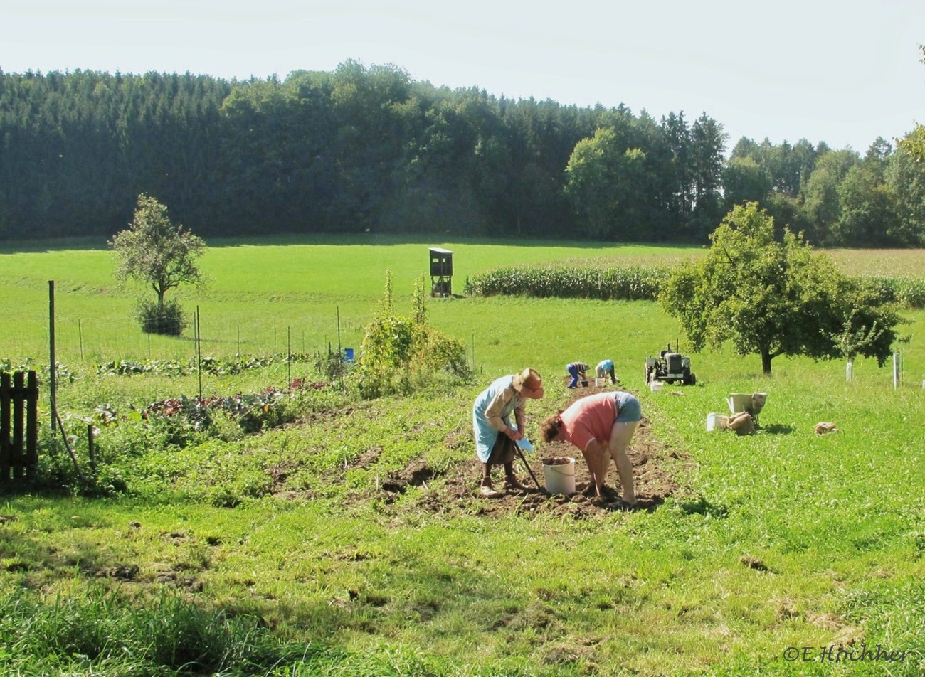 Erdäpfel klauben