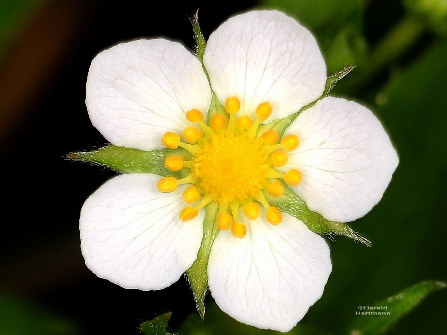 Erdbeerblüte