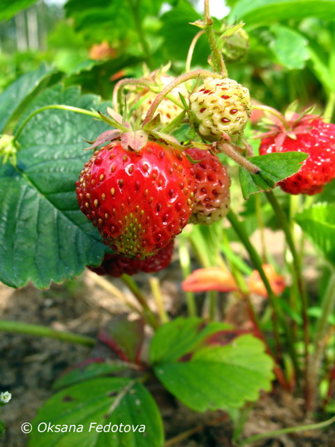 Erdbeeren