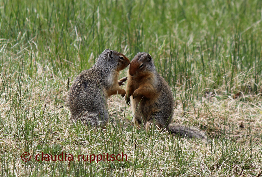 Erdhörnchen, Banff Nationalpark, Kanada