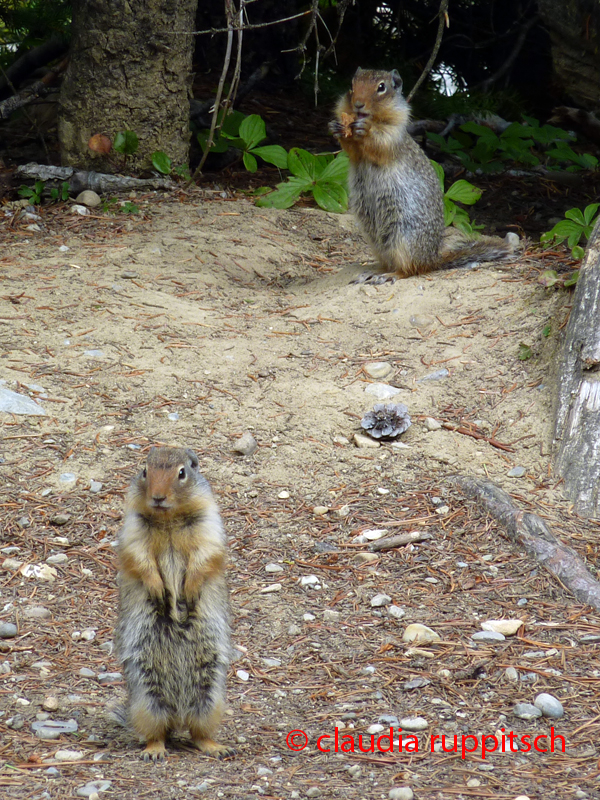 Erdhörnchen im Yoho Nationalpark, British Columbia, Canada