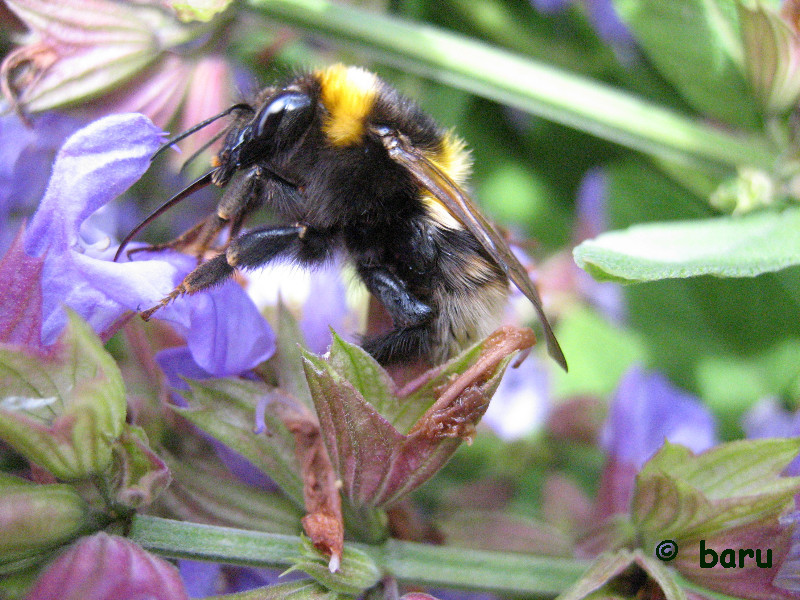 Erdhummel: Gelandet!