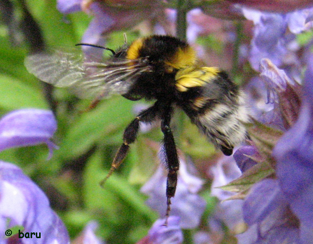 Erdhummel im Landeanflug