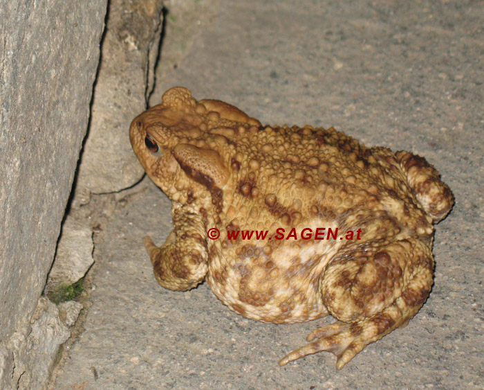 Erdkröte (bufo bufo)