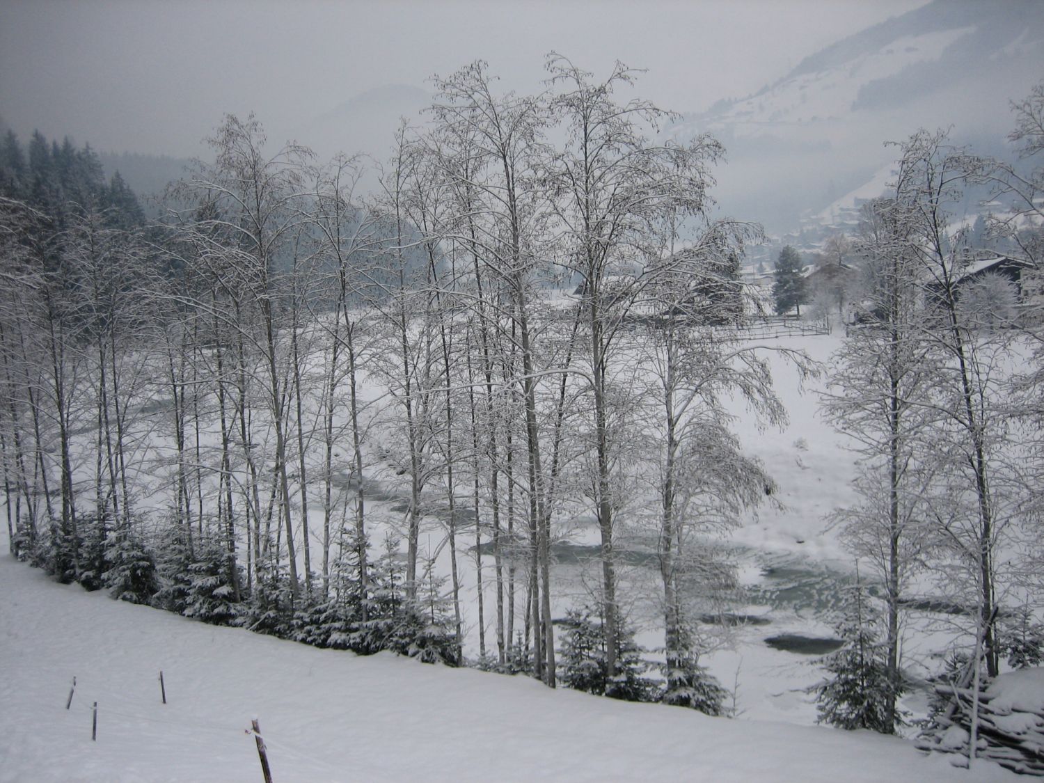 Erlen am Weg