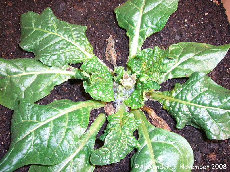 Erste Blüte der Mandragora officinarum.