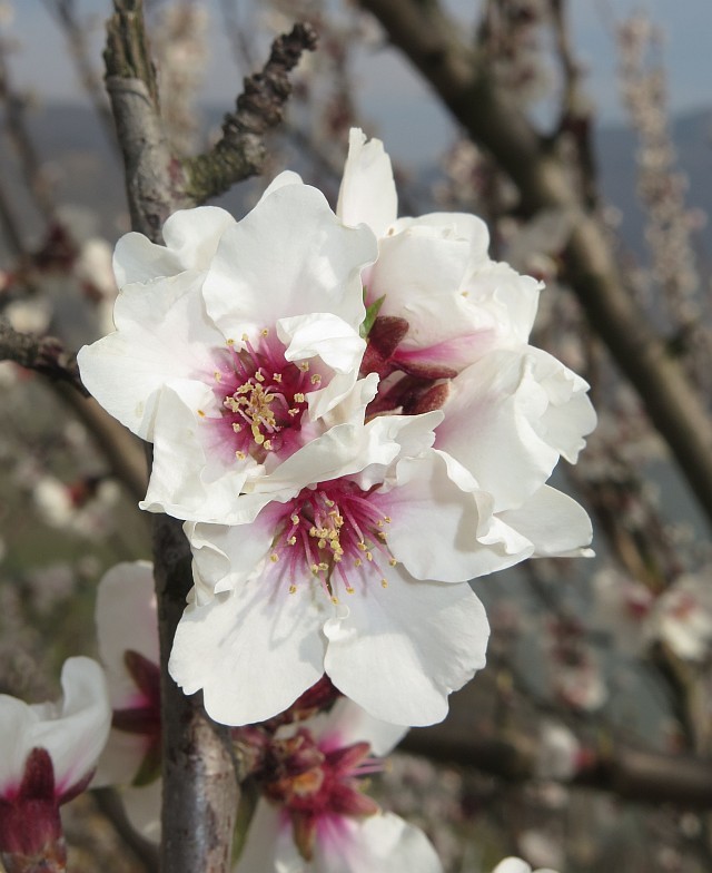 erste Blüten in der Wachau