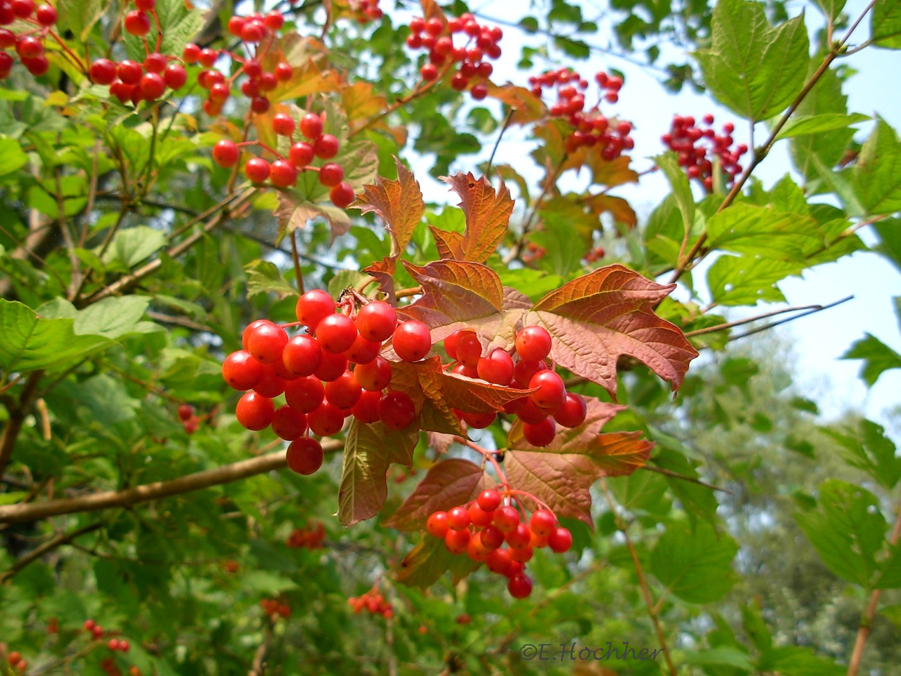 Erste Herbstboten