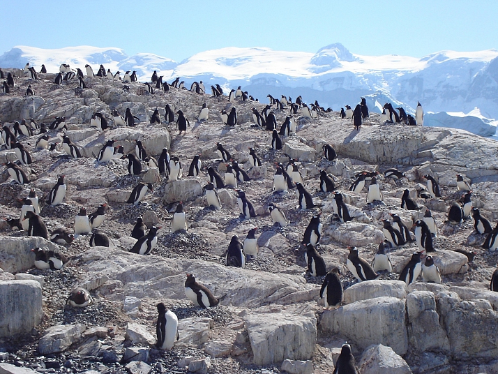 Eselspinguine