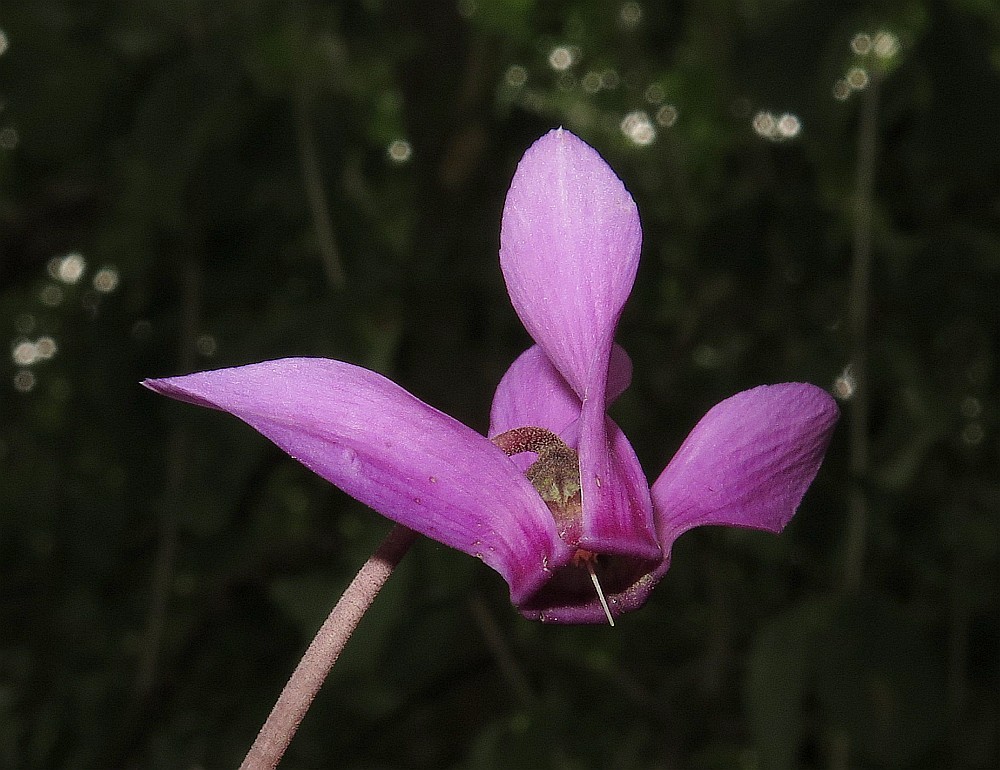 Europäisches Alpenveilchen Cyclamen purpurascens