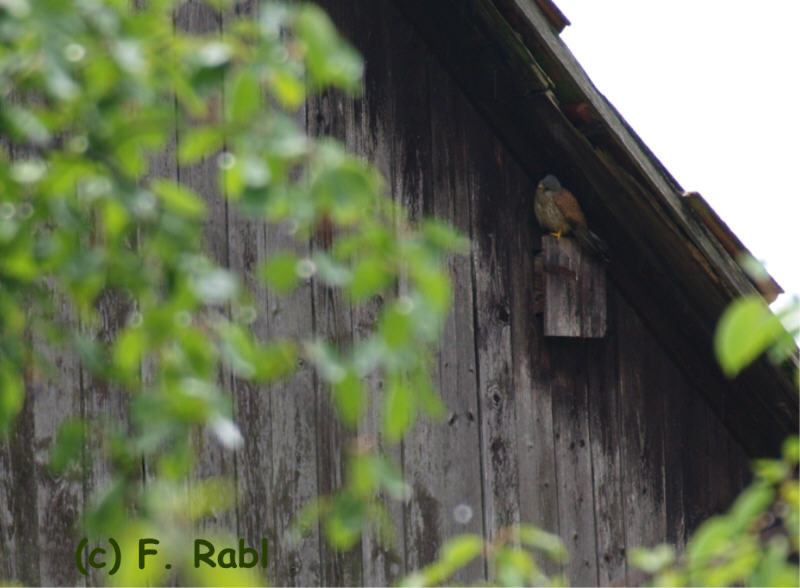 Falke im Regen