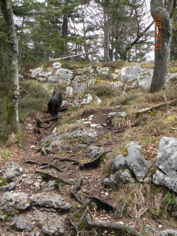 falkensteinweg