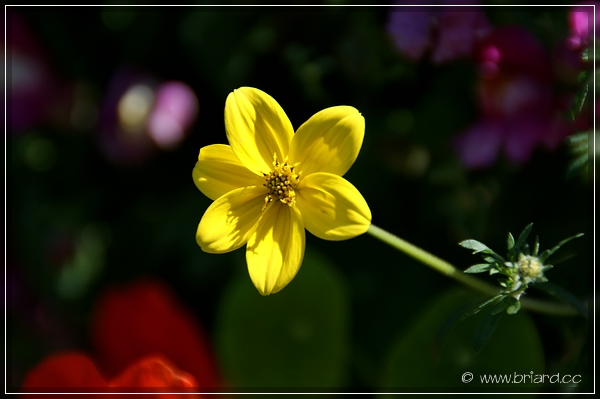 Farben der Natur