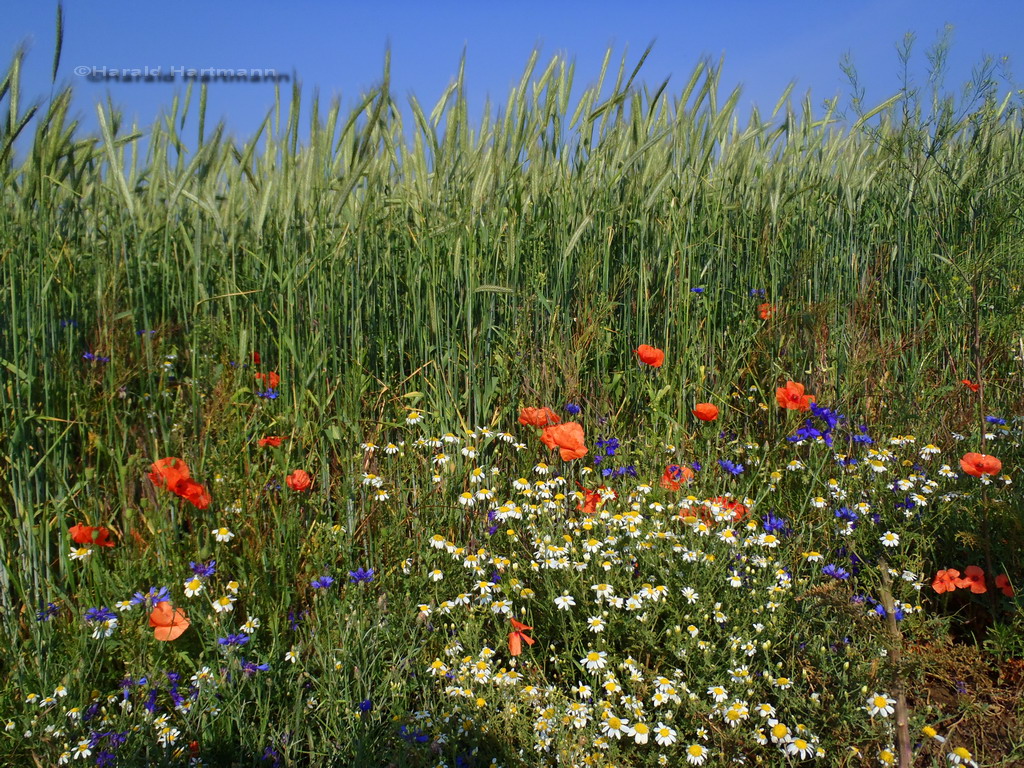 Feldblumen