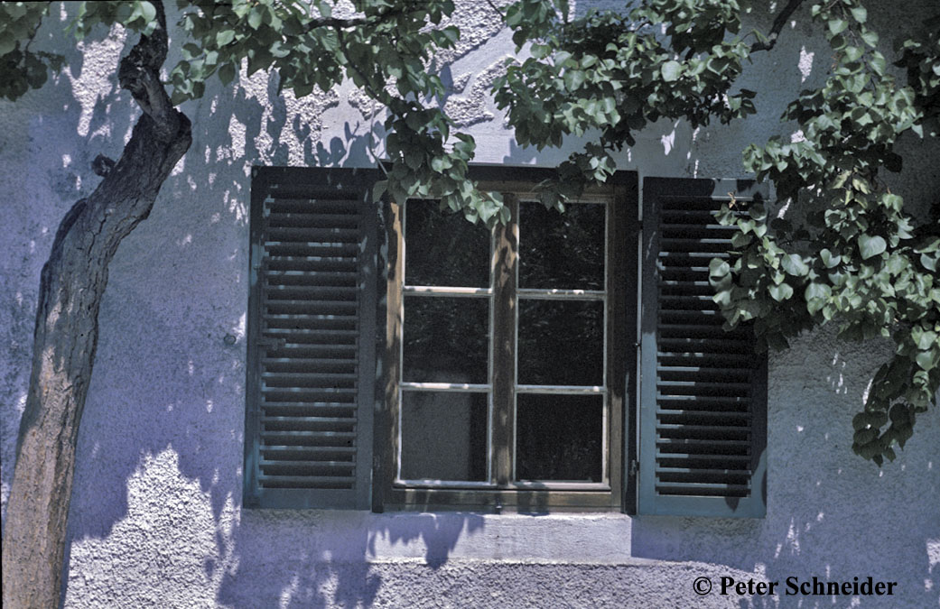 Fenster mit Baum