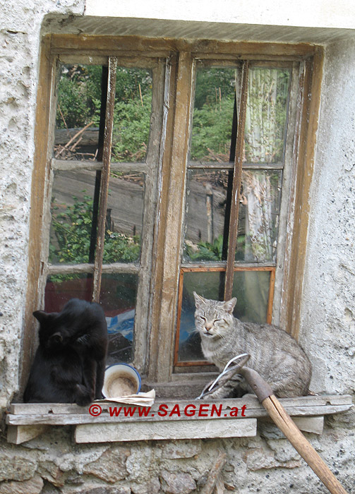 Fenster mit Hauskatzen, Südtirol