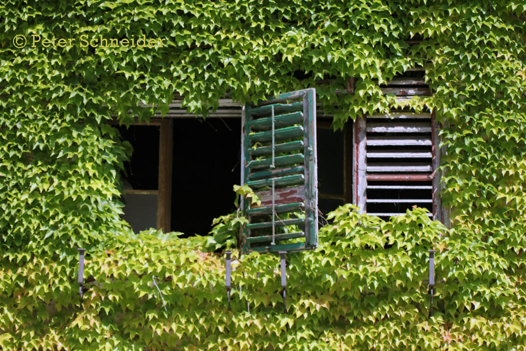 Fenster zum Wein