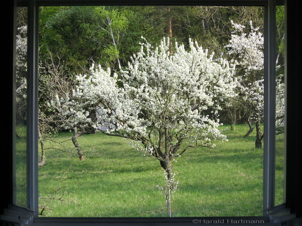 Fensterblick