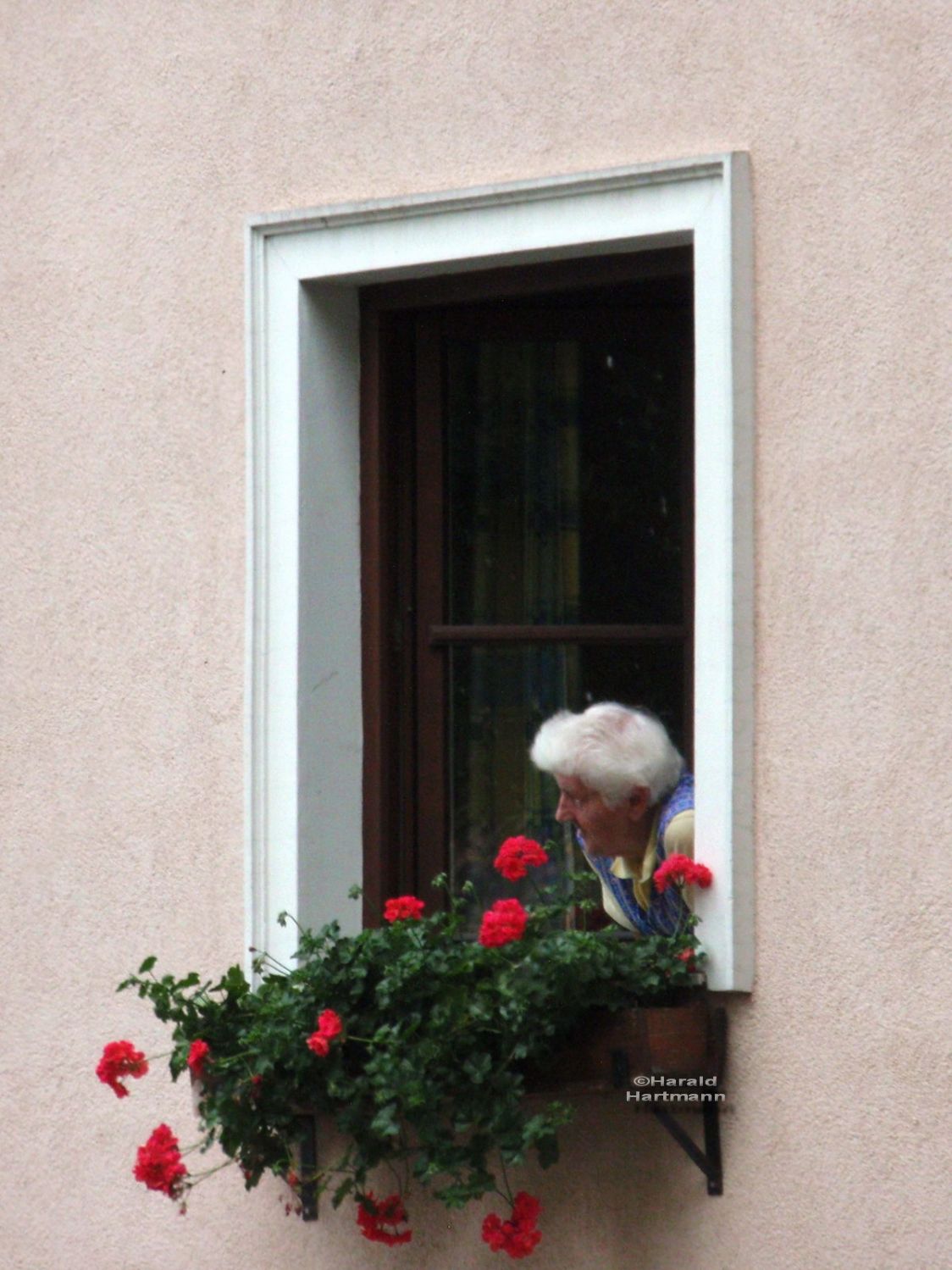 Fenstergucker