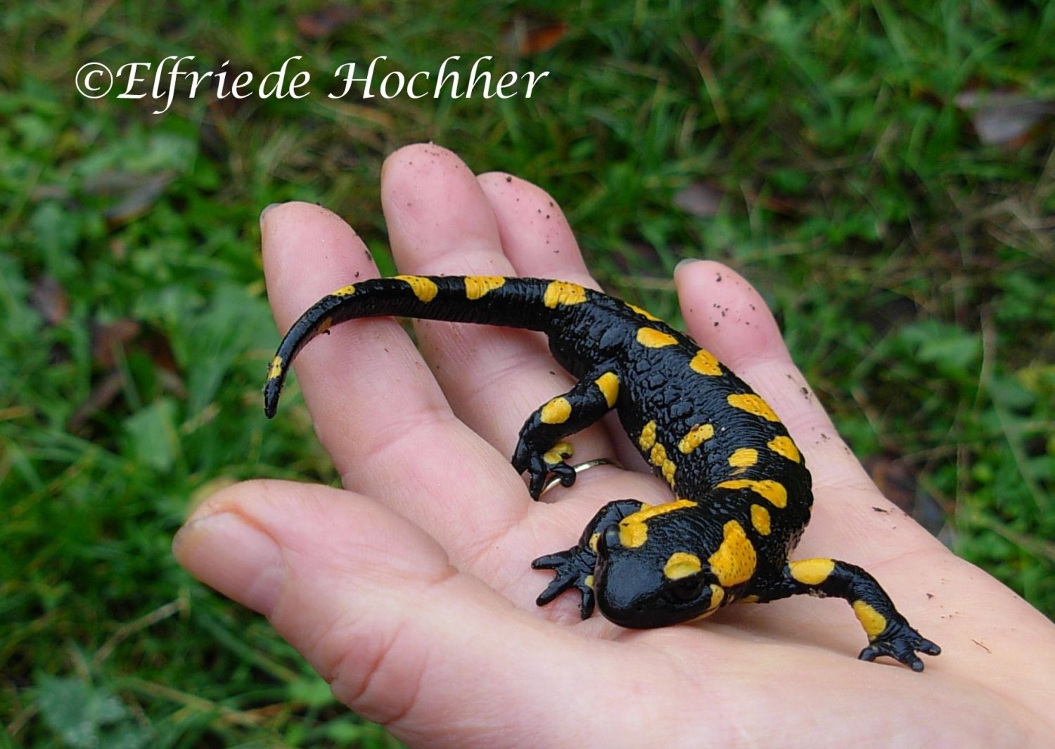 Feuersalamander