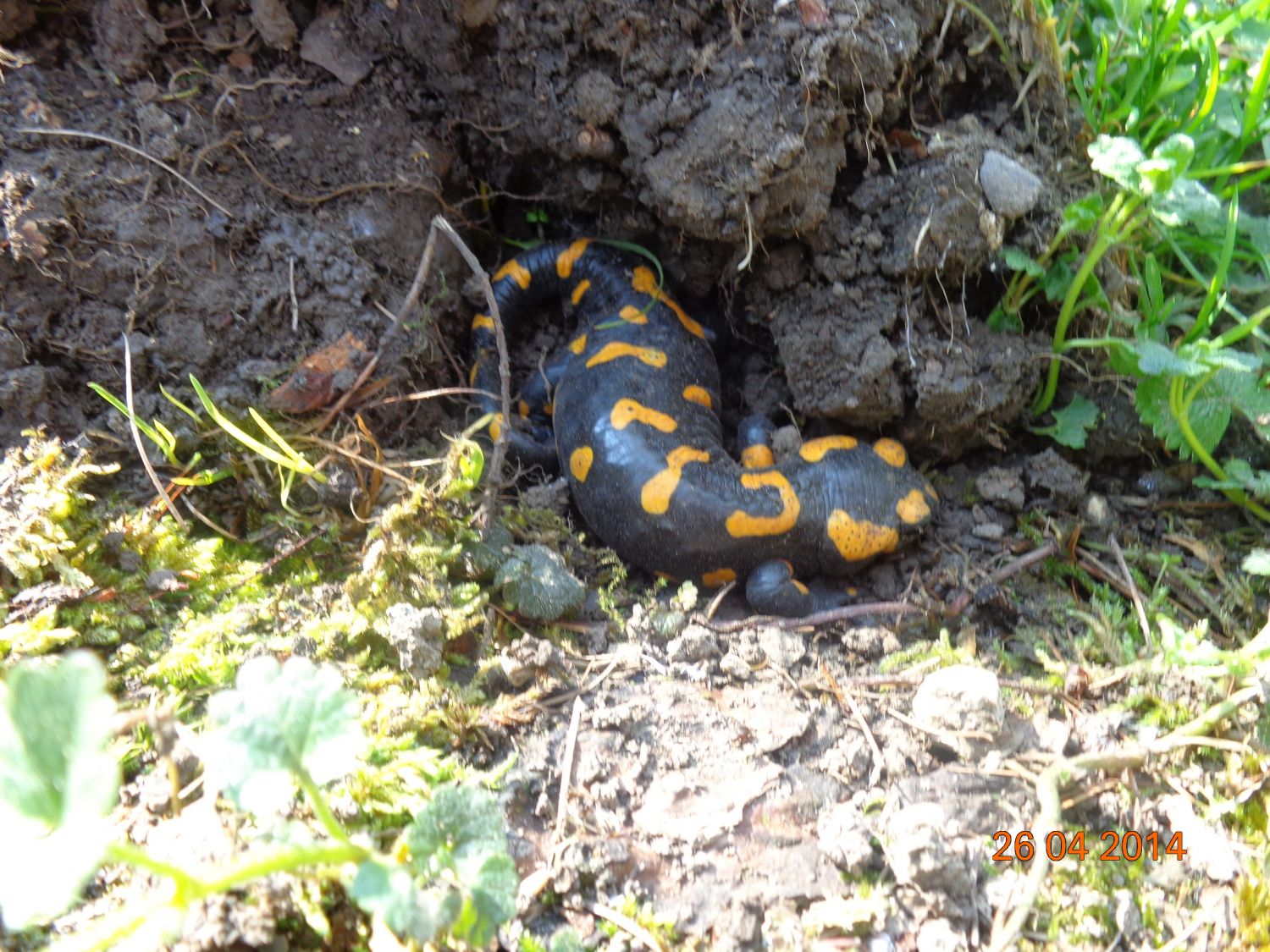 Feuersalamander