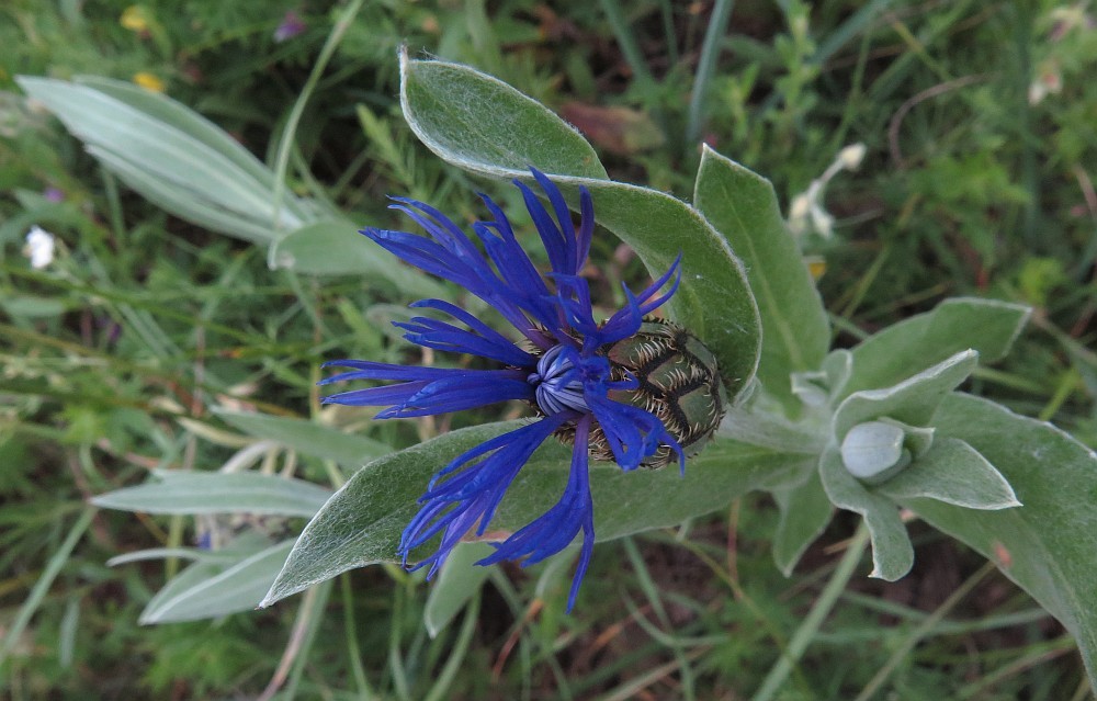 Filz-Flockenblume Centaurea triumfettii